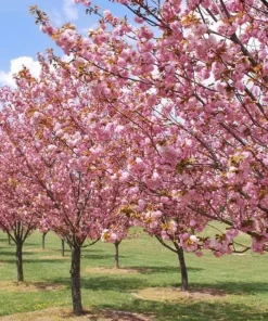 Okame Cherry Tree Live Plant – 10-16 in Tall – Quart Pot – Pink Flowering Japanese Cherry Blossom - Image 5