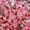 Okame Cherry Tree Live Plant – 10-16 in Tall – Quart Pot – Pink Flowering Japanese Cherry Blossom - Image 1