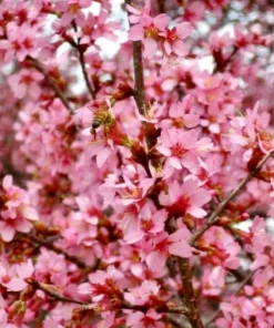 Okame Cherry Tree Live Plant – 10-16 in Tall – Quart Pot – Pink Flowering Japanese Cherry Blossom - Image 1