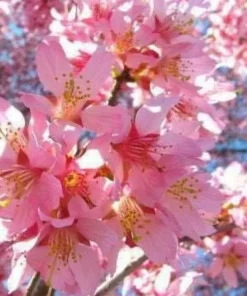 Okame Cherry Tree Live Plant – 10-16 in Tall – Quart Pot – Pink Flowering Japanese Cherry Blossom - Image 7