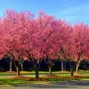 Okame Cherry Tree Live Plant - 6-12" Tall - Pink Japanese Cherry Blossom - 2.5" Pot - Image 1