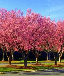 Okame Cherry Tree Live Plant - 6-12" Tall - Pink Japanese Cherry Blossom - 2.5" Pot - Image 1