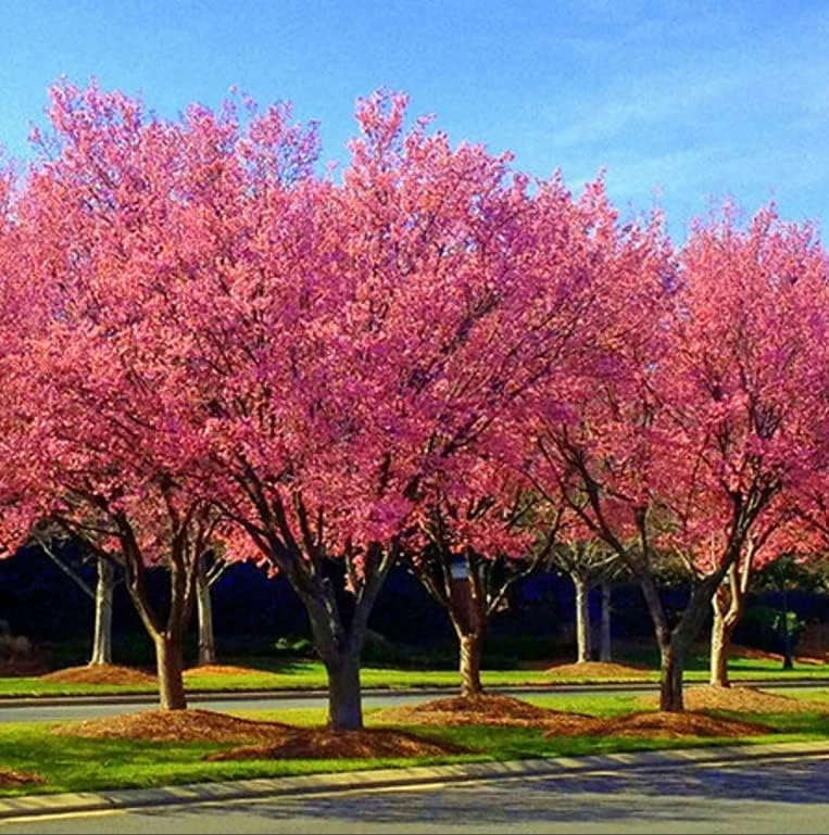 Okame Cherry Tree Live Plant - 6-12" Tall - Pink Japanese Cherry Blossom - 2.5" Pot - Image 1