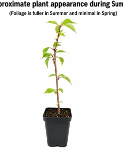 Okame Cherry Tree Live Plant - 6-12" Tall - Pink Japanese Cherry Blossom - 2.5" Pot - Image 2