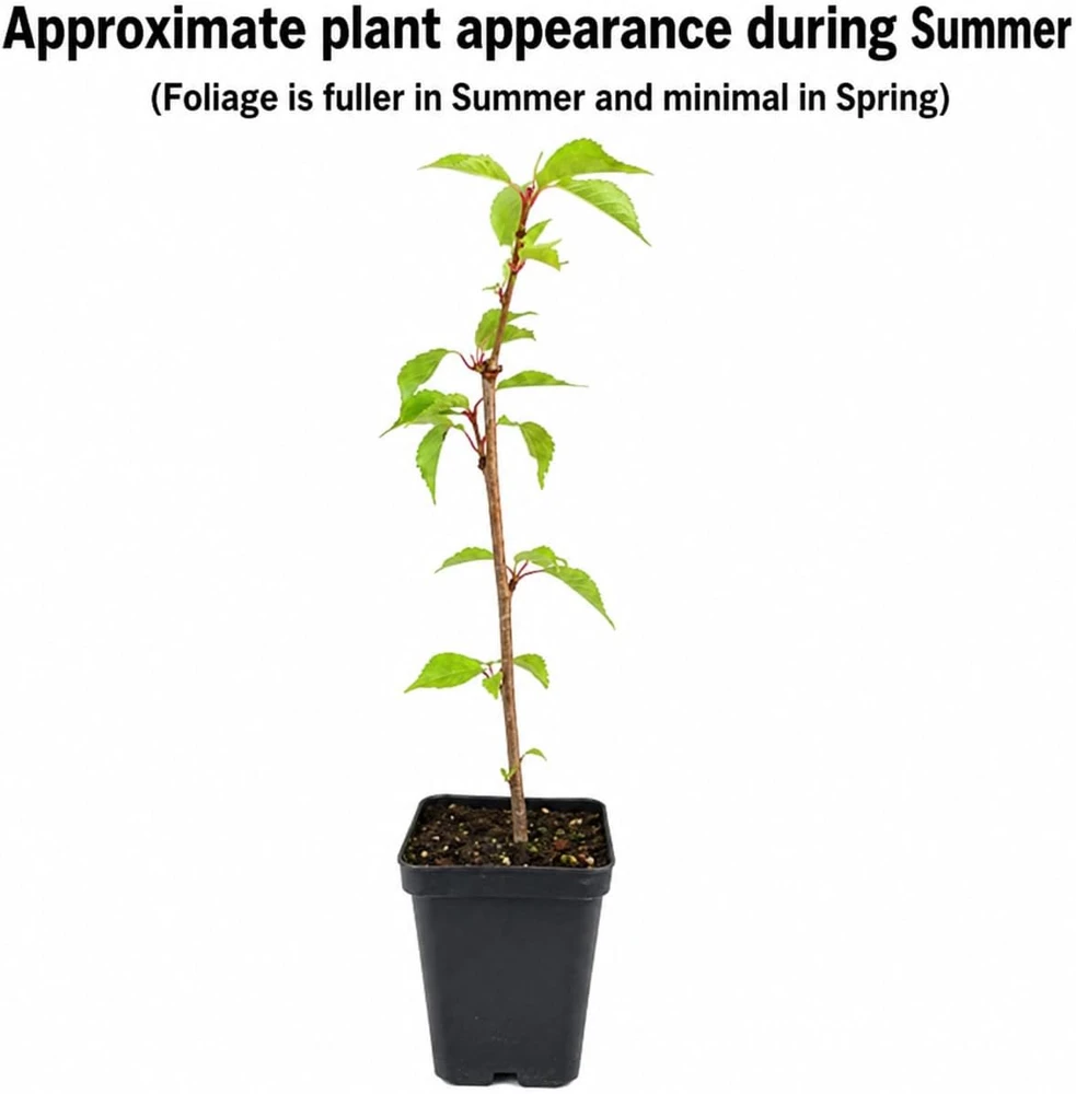 Okame Cherry Tree Live Plant - 6-12" Tall - Pink Japanese Cherry Blossom - 2.5" Pot - Image 2