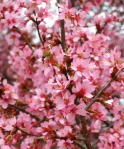 Okame Cherry Tree Live Plant - 6-12