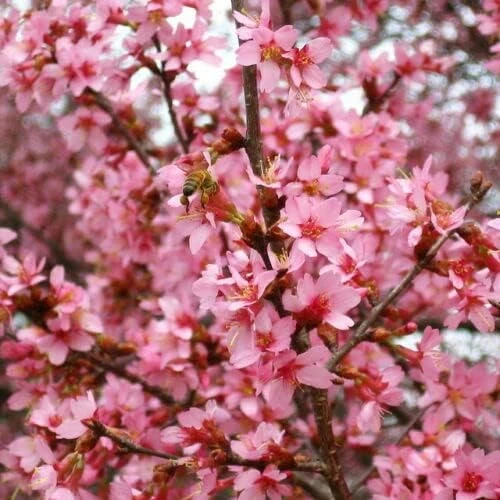 Okame Cherry Tree Live Plant - 6-12" Tall - Pink Japanese Cherry Blossom - 2.5" Pot - Image 4