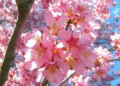 Okame Cherry Tree Live Plant - 6-12" Tall - Pink Japanese Cherry Blossom - 2.5" Pot - Image 5