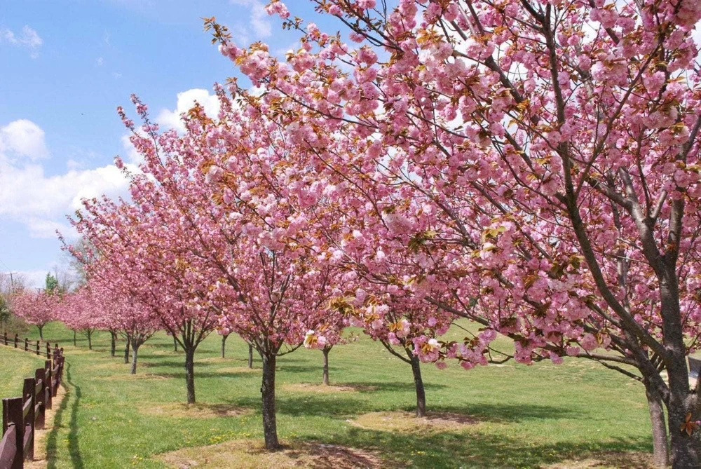 Okame Cherry Tree Live Plant - 6-12" Tall - Pink Japanese Cherry Blossom - 2.5" Pot - Image 6