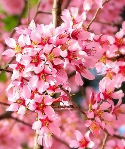 Okame Pink Flowering Cherry Tree Live Plant 14+ Inches Tall, Deciduous, Outdoor - Image 2