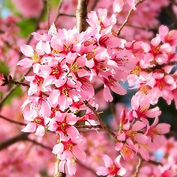 Okame Pink Flowering Cherry Tree Live Plant 14+ Inches - Bare Root Outdoor - Image 2