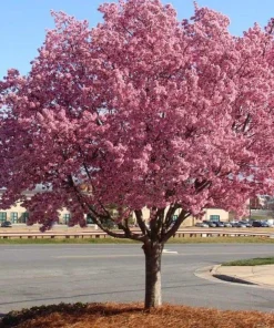 Okame Pink Flowering Cherry Tree Live Plant 14+ Inches Tall, Deciduous, Outdoor - Image 3