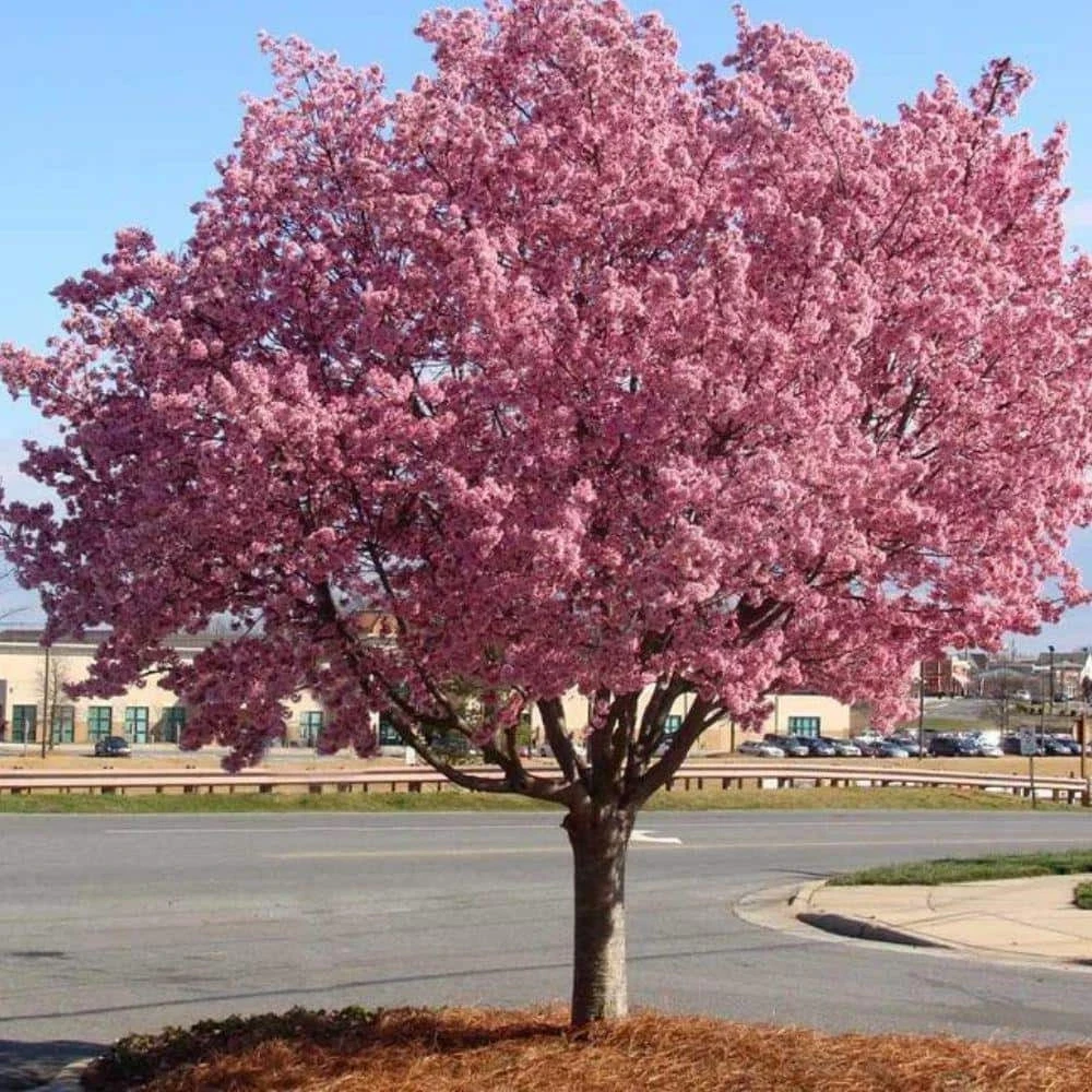 Okame Pink Flowering Cherry Tree Live Plant 14+ Inches - Bare Root Outdoor - Image 3