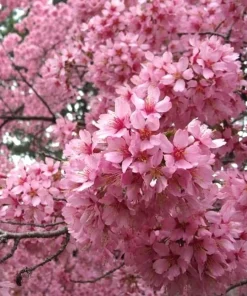 Okame Pink Flowering Cherry Tree Live Plant 14+ Inches - Bare Root Outdoor - Image 4