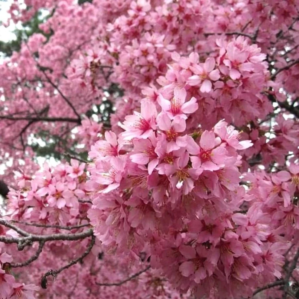 Okame Pink Flowering Cherry Tree Live Plant 14+ Inches - Bare Root Outdoor - Image 4