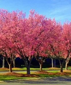 Okame Pink Flowering Cherry Tree Live Plant 14+ Inches - Bare Root Outdoor - Image 1