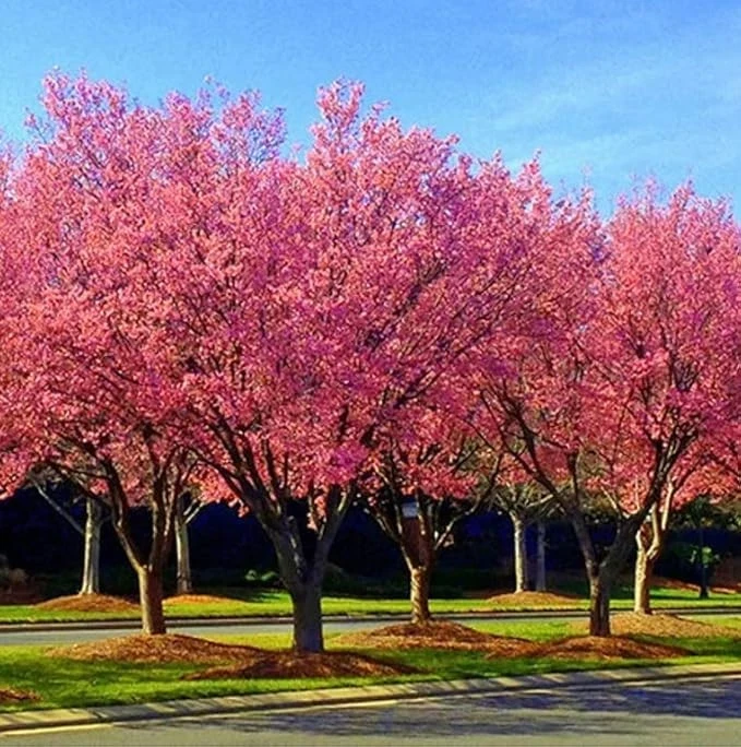 Okame Pink Flowering Cherry Tree Live Plant 14+ Inches - Bare Root Outdoor - Image 1