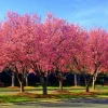 Okame Pink Flowering Cherry Tree Live Plant – 14+ Inches Tall – Outdoor Deciduous - Image 1