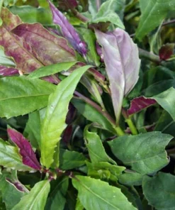 Okinawa Spinach Live Plant - Gynura crepioides - 4-6 Inch Starter Vegetable - Image 2