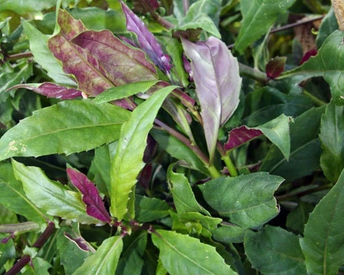 Okinawa Spinach Live Plant - Gynura crepioides - 4-6 Inch Starter Vegetable - Image 2