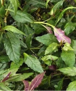 Okinawa Spinach Live Plant - Gynura crepioides - 4-6 Inch Starter Vegetable - Image 3
