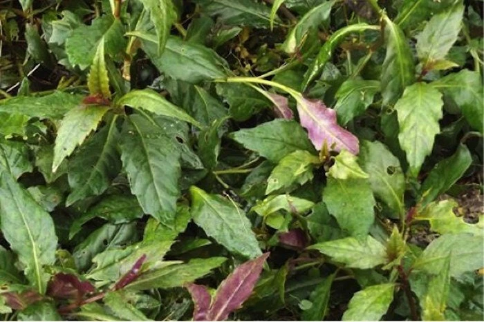 Okinawa Spinach Live Plant - Gynura crepioides - 4-6 Inch Starter Vegetable - Image 3