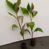 Okinawa Spinach Live Plant - Gynura crepioides - 4-6 Inch Starter Vegetable - Image 1
