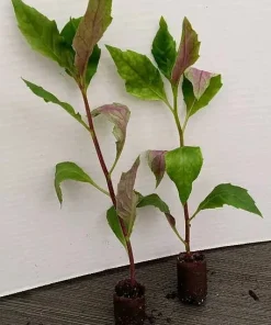 Okinawa Spinach Live Plant - Gynura crepioides - 4-6 Inch Starter Vegetable - Image 1
