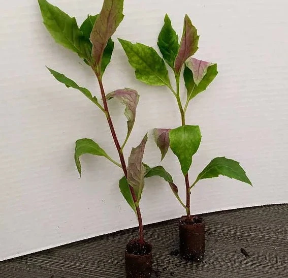 Okinawa Spinach Live Plant - Gynura crepioides - 4-6 Inch Starter Vegetable - Image 1