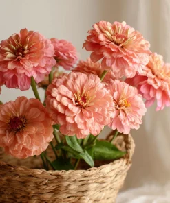 Oklahoma Salmon Zinnia Seeds - 50 Seeds, Vibrant Salmon Pink Cut Flowers for Garden - Image 2