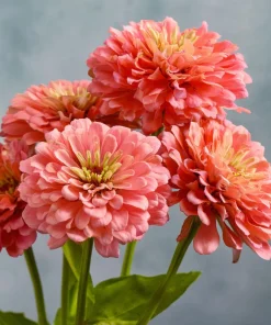 Oklahoma Salmon Zinnia Seeds - 50 Seeds, Vibrant Salmon Pink Cut Flowers for Garden - Image 3