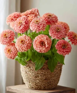 Oklahoma Salmon Zinnia Seeds - 50 Seeds, Vibrant Salmon Pink Cut Flowers for Garden - Image 4