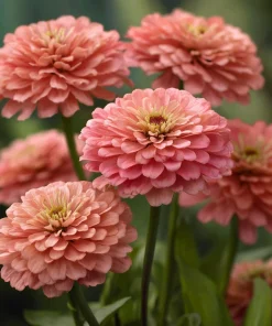 Oklahoma Salmon Zinnia Seeds - 50 Seeds, Vibrant Salmon Pink Cut Flowers for Garden - Image 5