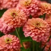 Oklahoma Salmon Zinnia Seeds - 50 Seeds, Vibrant Salmon Pink Cut Flowers for Garden - Image 1