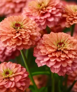Oklahoma Salmon Zinnia Seeds - 50 Seeds, Vibrant Salmon Pink Cut Flowers for Garden - Image 1
