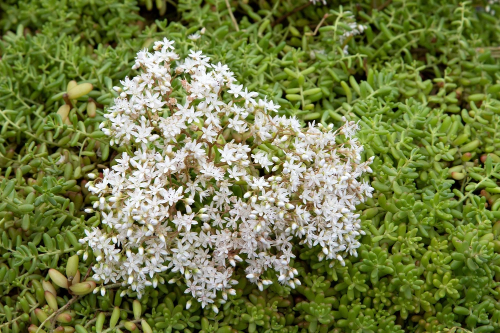 Oktoberfest Sedum Seeds - Gold Moss Stonecrop Succulent Groundcover - 50 Seeds - Image 4