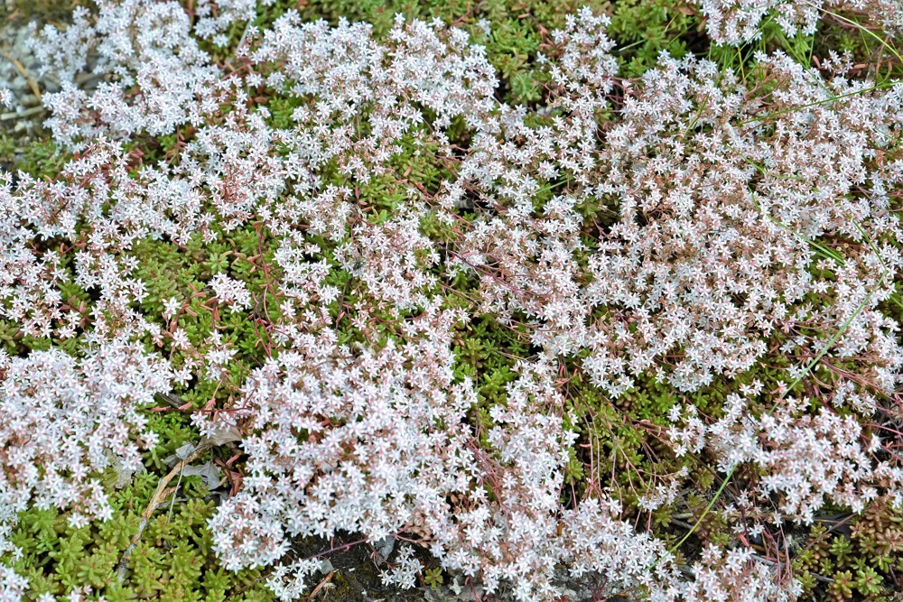 Oktoberfest Sedum Seeds - Gold Moss Stonecrop Succulent Groundcover - 50 Seeds - Image 5