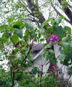 Old Fashion Purple Lilac Bush - 6-12 inches Live Plant Bare Root Outdoor - Image 4