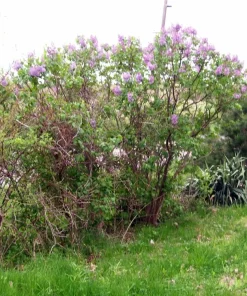 Old Fashion Purple Lilac Bush - 6-12 inches Live Plant Bare Root Outdoor - Image 6