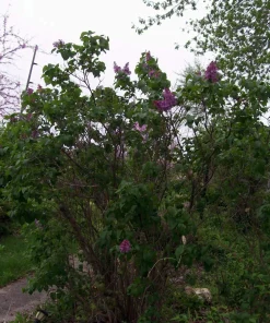 Old Fashion Purple Lilac Bush – Live Bare Root Plant – 6-12 Inches – Outdoor - Image 2