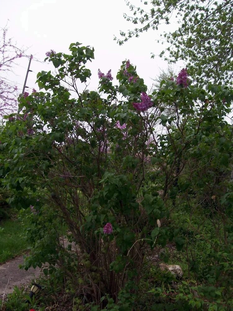 Old Fashion Purple Lilac Bush Live Bare Root Plant 6-12 Inches Outdoor - Image 2