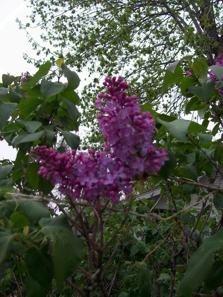 Old Fashion Purple Lilac Bush Live Bare Root Plant 6-12 Inches Outdoor - Image 3