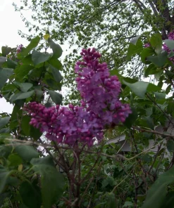 Old Fashion Purple Lilac Bush – Live Bare Root Plant – 6-12 Inches – Outdoor - Image 3
