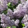 Old Fashion Purple Lilac Bush Live Bare Root Plant 6-12 Inches Outdoor - Image 1