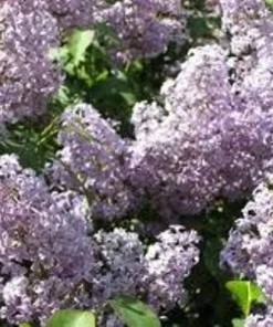 Old Fashion Purple Lilac Bush Live Bare Root Plant 6-12 Inches Outdoor - Image 1