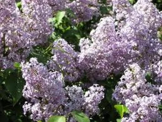 Old Fashion Purple Lilac Bush Live Bare Root Plant 6-12 Inches Outdoor - Image 1