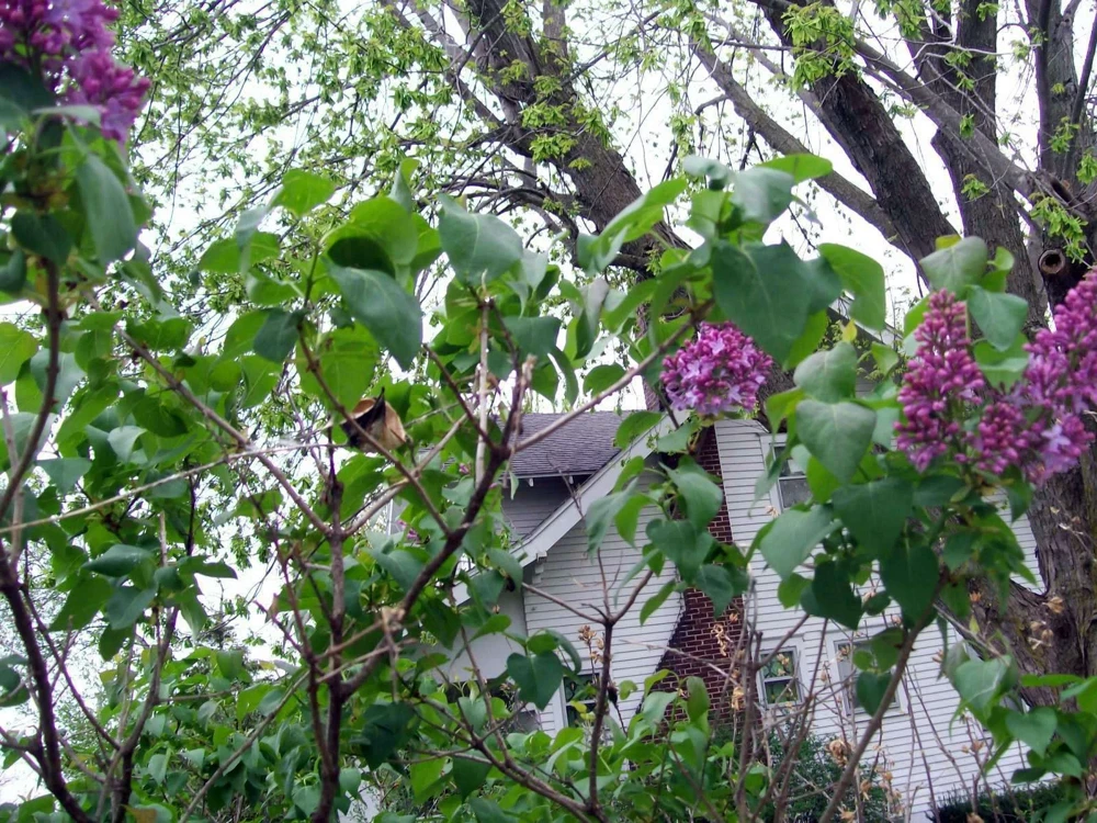 Old Fashion Purple Lilac Bush Live Bare Root Plant 6-12 Inches Outdoor - Image 4