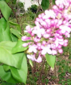 Old Fashion Purple Lilac Bush Live Bare Root Plant 6-12 Inches Outdoor - Image 5