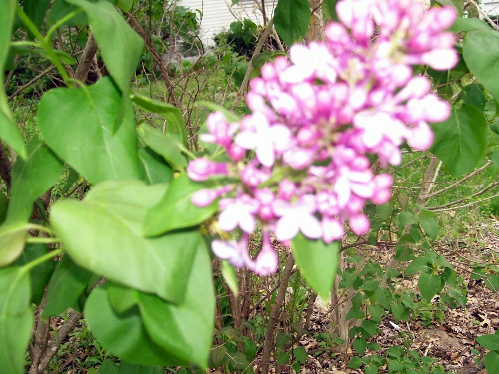 Old Fashion Purple Lilac Bush Live Bare Root Plant 6-12 Inches Outdoor - Image 5