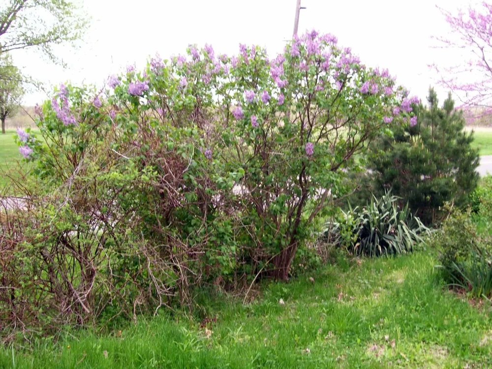 Old Fashion Purple Lilac Bush Live Bare Root Plant 6-12 Inches Outdoor - Image 6